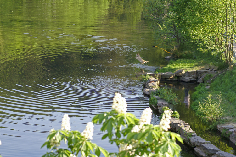 Datei:Fischpass.jpg