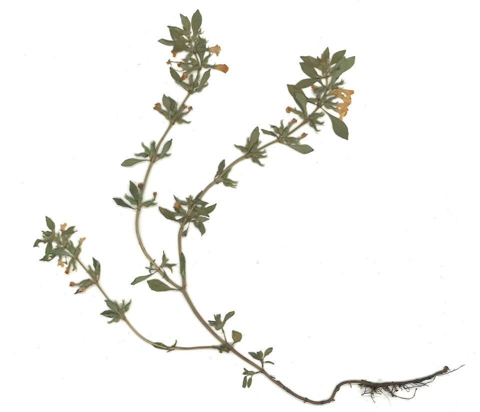 Datei:GHV Herbarium Stein-Bergminze.jpg
