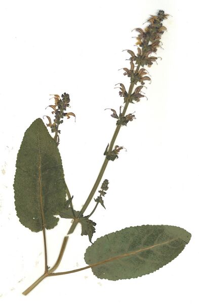 Datei:GHV Herbarium Wiesen-Salbei.jpg