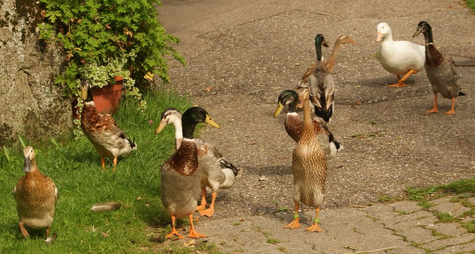Datei:Enten bei Marianne König.JPG
