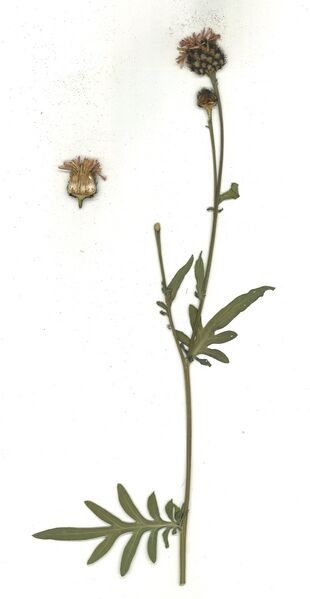 Datei:GHV Herbarium Gemeine Flockenblume.jpg