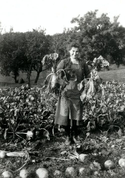 Datei:Erinnerungen Schafhof5.jpg