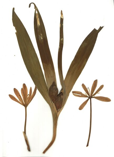 Datei:GHV Herbarium Herbst-Zeitlose.jpg