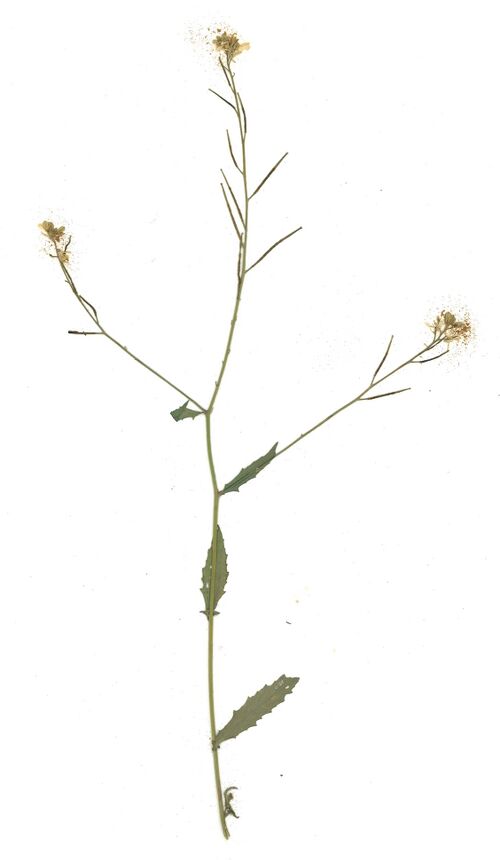 Datei:GHV Herbarium Hederich.jpg