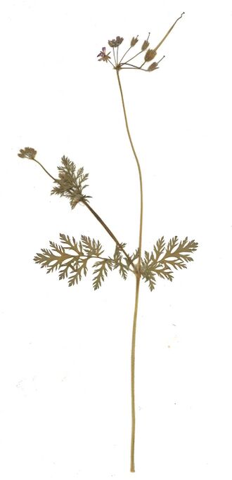 GHV Herbarium Schierlings-Reiherschnabel.jpg