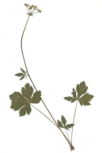 GHV Herb Gewöhnliche Sanikel.jpg