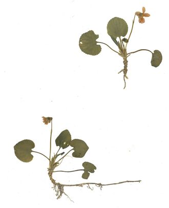 GHV Herbarium März-Veilchen.jpg