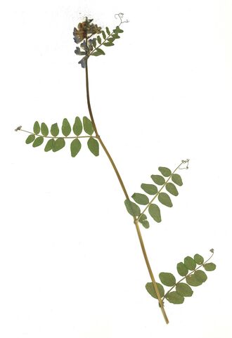 GHV Herbarium Zaun-Wicke.jpg