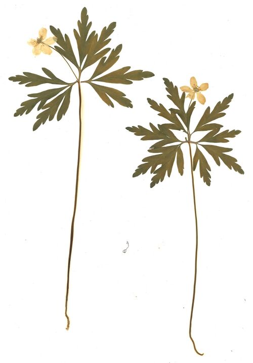 Datei:GHV Herbarium Gelbes Windröschen.jpg