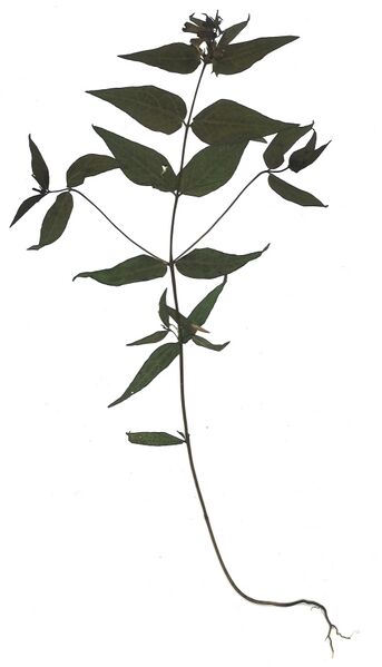 Datei:GHV Herbarium Wiesen-Wachtelweizen.jpg