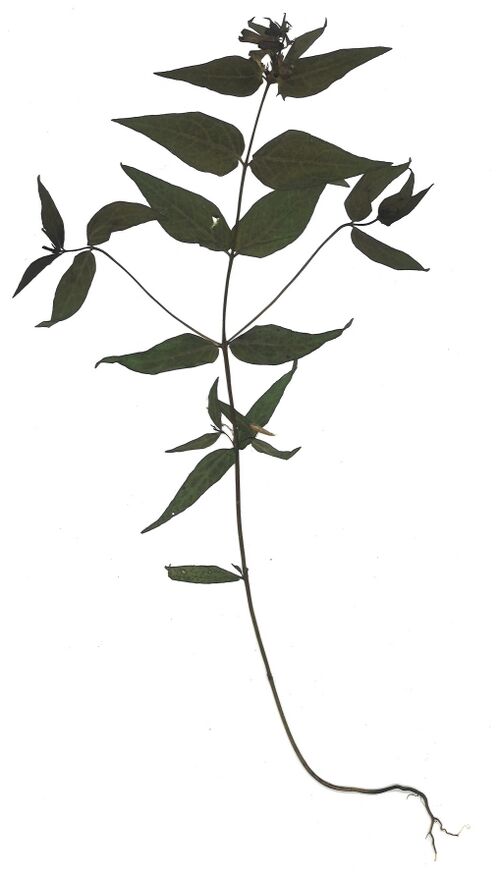 Datei:GHV Herbarium Wiesen-Wachtelweizen.jpg