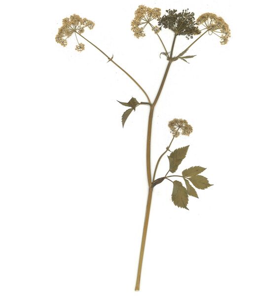 Datei:GHV Herb Gewöhnlicher Geißfuß.jpg