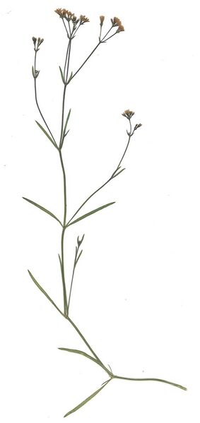 Datei:GHV Herbarium Hügel-Meier.jpg