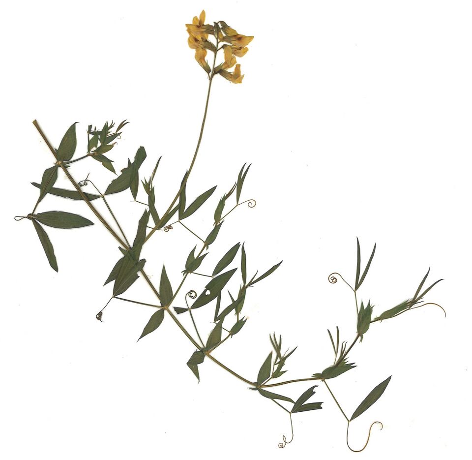Datei:GHV Herbarium Wiesen-Platterbse.jpg