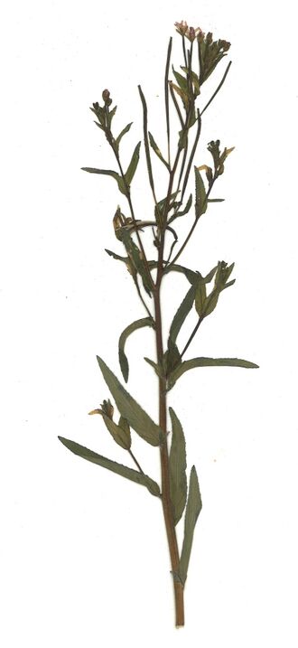 Datei:GHV Herbarium Kleinblütiges Weidenröschen.jpg