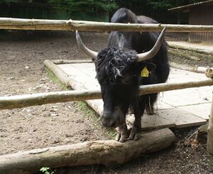 Jak Tierpark Bretten.JPG