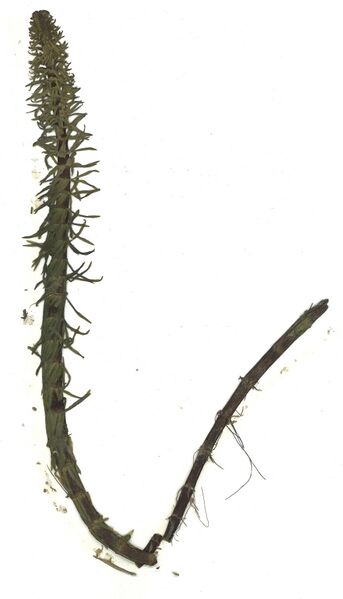 Datei:GHV Herbarium Gemeiner Tannenwedel.jpg