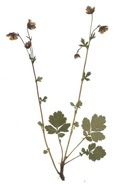 Datei:GHV Herbarium Bach-Nelkenwurz.jpg
