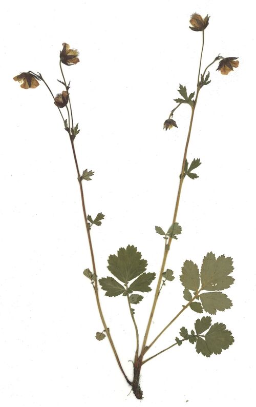 Datei:GHV Herbarium Bach-Nelkenwurz.jpg