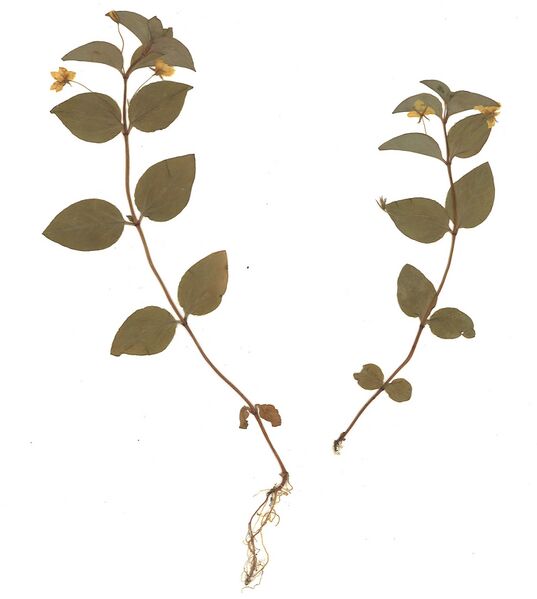 Datei:GHV Herbarium Wald-Gilbweiderich.jpg