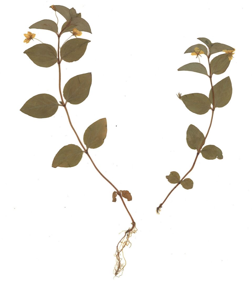 Datei:GHV Herbarium Wald-Gilbweiderich.jpg