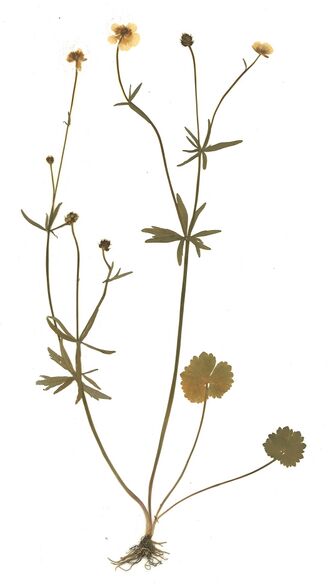 GHV Herbarium Gold-Hahnenfuß.jpg