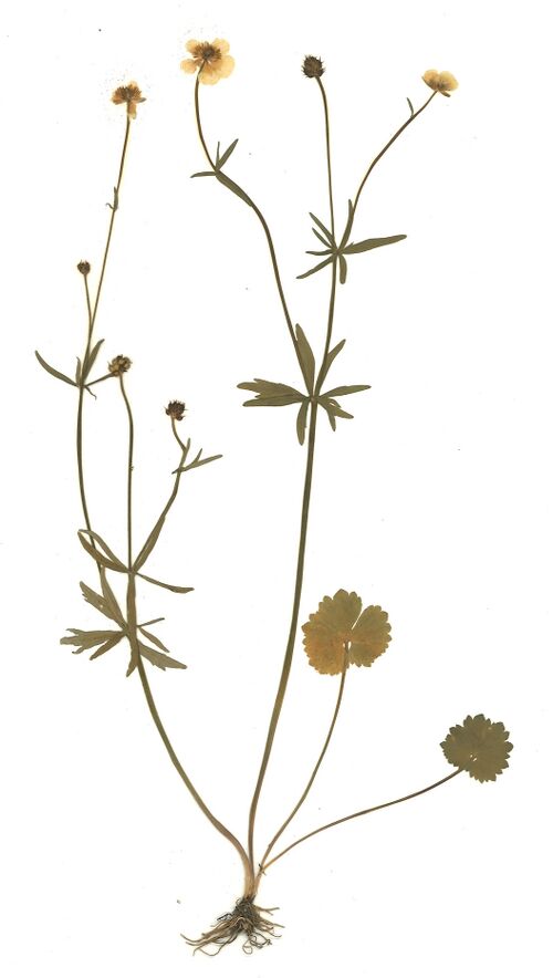 Datei:GHV Herbarium Gold-Hahnenfuß.jpg