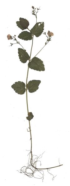 Datei:GHV Herbarium Großer Ehrenpreis.jpg