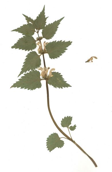 Datei:GHV Herbarium Goldnessel.jpg