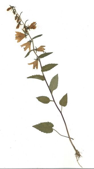 GHV Herbarium Nesselblättrige Glockenblume.jpg
