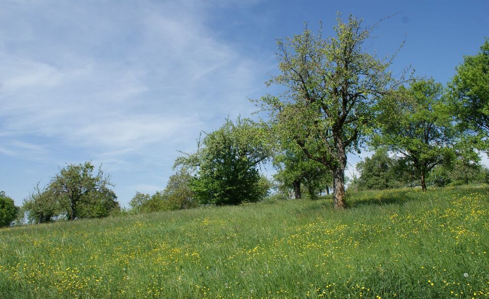 Datei:Streuobstwiesen Königsbach (2).JPG