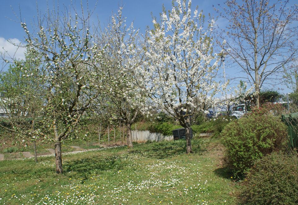 Datei:Blühende Obstbäume im Schulgarten.jpg