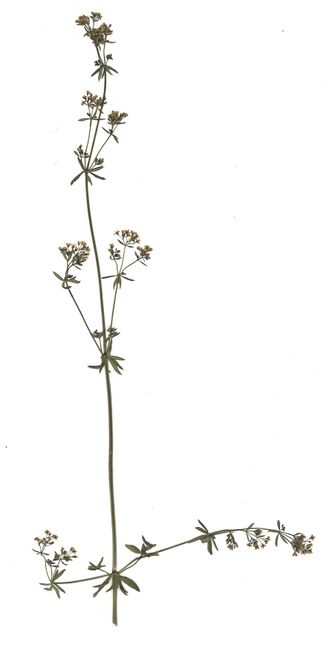 GHV Herbarium Wiesen-Labkraut.jpg