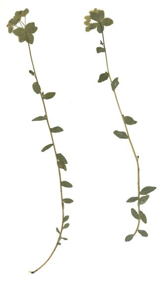 GHV Herbarium Sonnen-Wolfsmilch.jpg