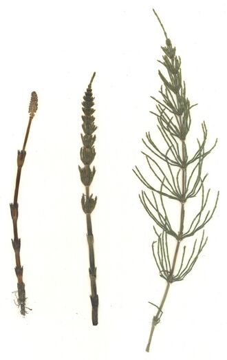GHV Herbarium Acker-Schachtelhalm, Zinnkraut.jpg
