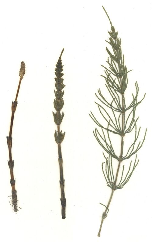 Datei:GHV Herbarium Acker-Schachtelhalm, Zinnkraut.jpg
