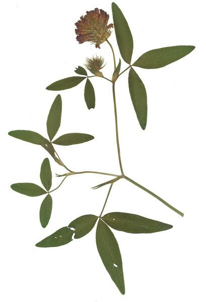 Datei:GHV Herbarium Mittlerer Klee.jpg