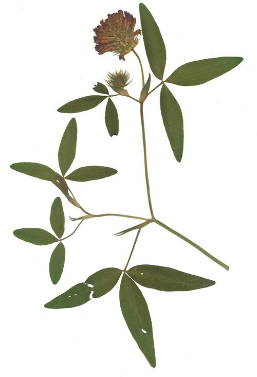 Datei:GHV Herbarium Mittlerer Klee.jpg