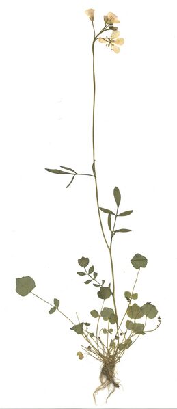Datei:GHV Herbarium Wiesen-Schaumkraut.jpg