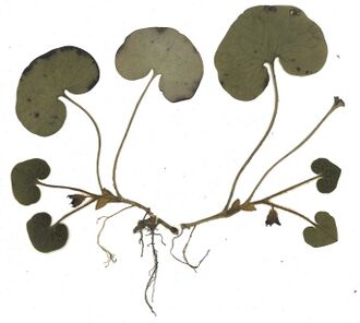 GHV Herbarium Haselwurz.jpg