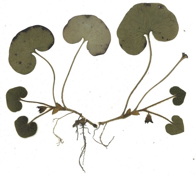 Datei:GHV Herbarium Haselwurz.jpg