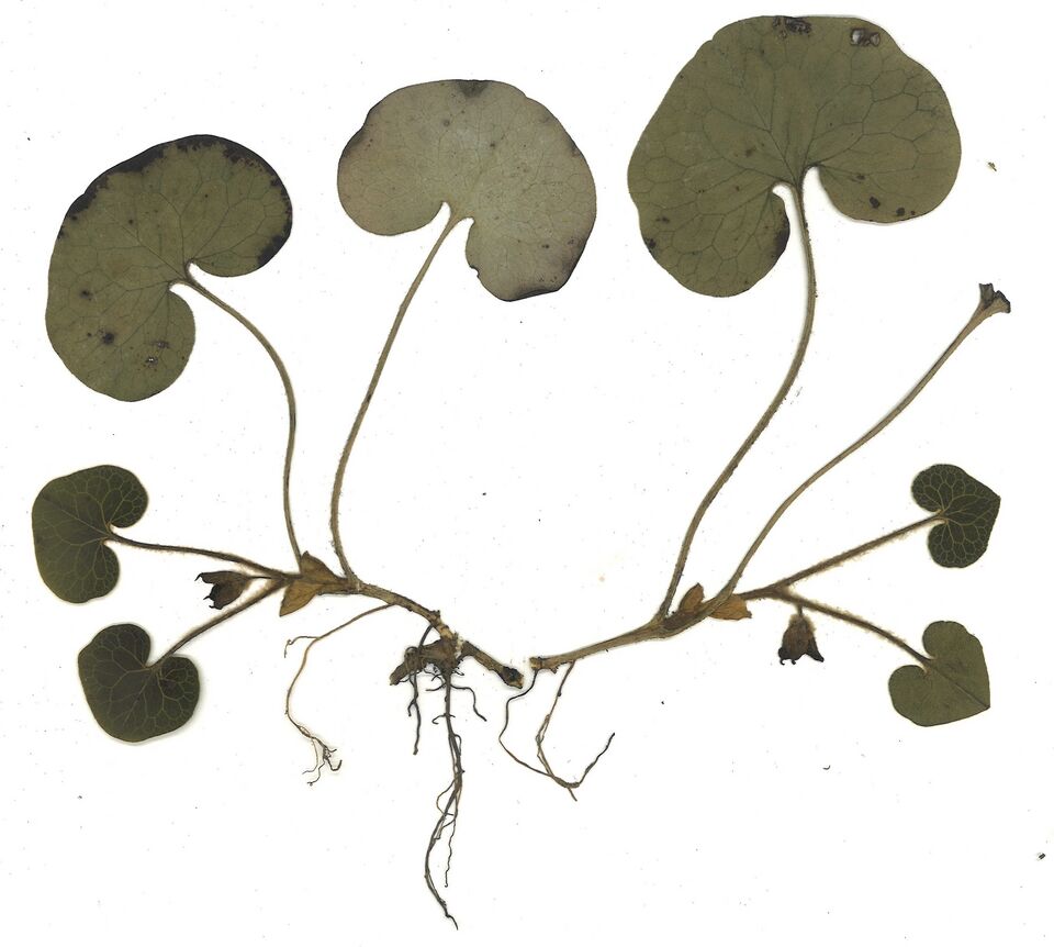 Datei:GHV Herbarium Haselwurz.jpg