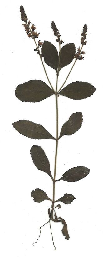 GHV Herbarium Wald-Ehrenpreis.jpg