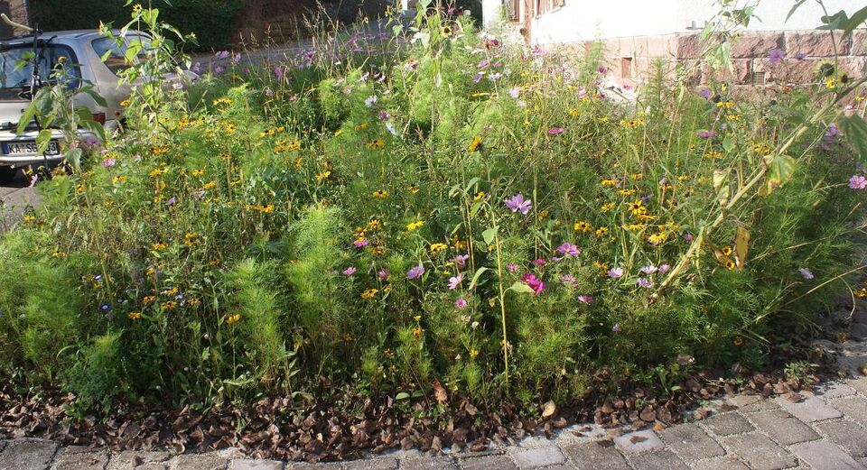 Datei:Wildblumen in der Hindenburgstraße.JPG