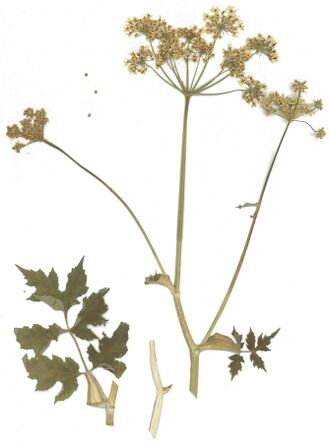GHV Herb Wiesen-Bärenklau.jpg