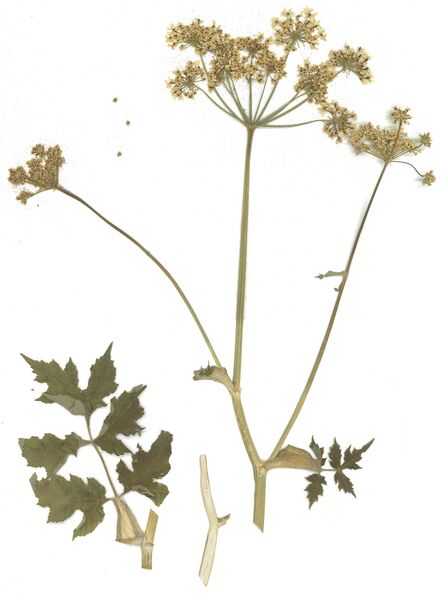 Datei:GHV Herb Wiesen-Bärenklau.jpg
