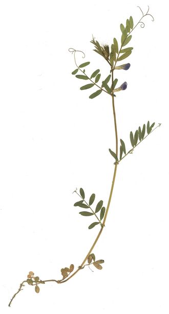 GHV Herbarium Schmalblättrige Wicke.jpg