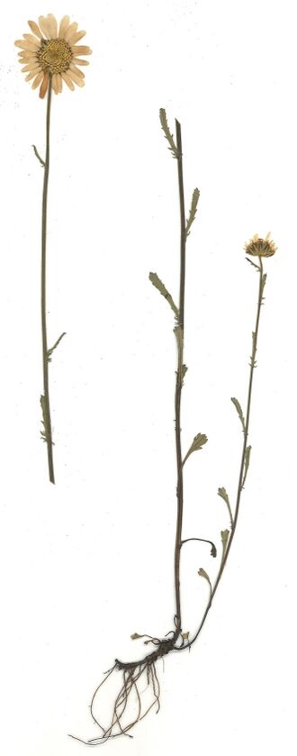 GHV Herbarium Wiesen-Wucherblume, Margerite.jpg