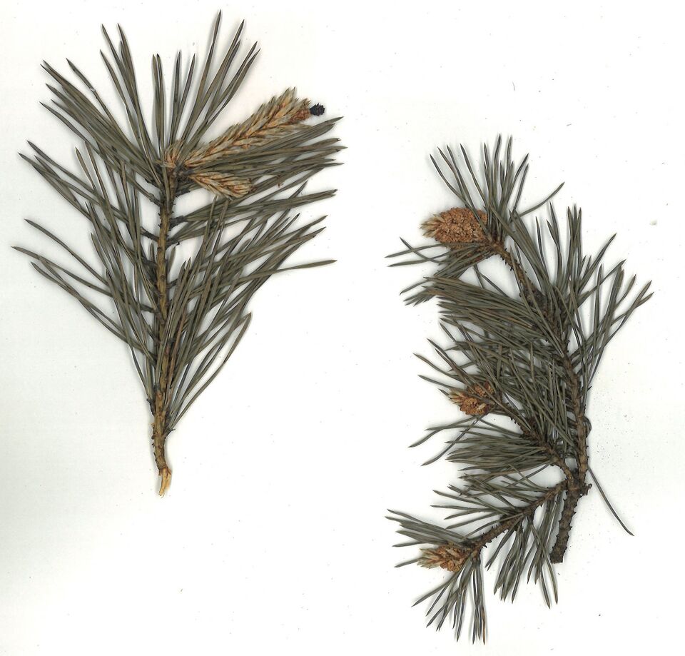 Datei:GHV Herbarium Waldkiefer, Föhre.jpg