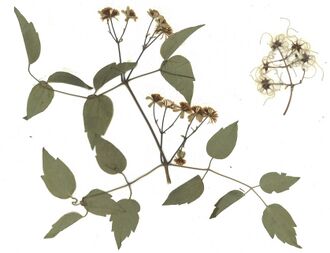 GHV Herbarium Gemeine Waldrebe.jpg